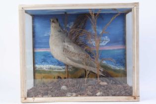 Taxidermist's example of a seagull, mounted and cased, 15½ x 12¾ x 8 ins