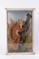 Taxidermist's example of a red squirrel, mounted and cased, 9¾ x 15¾ x 5¼ ins