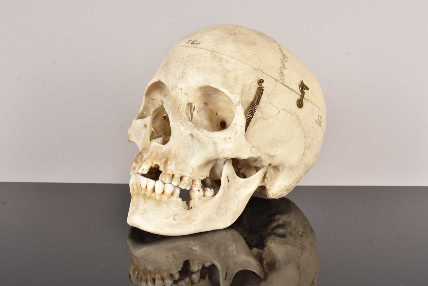 Antique Human Skull,