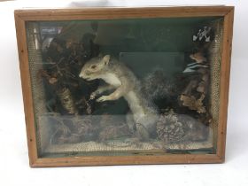 A taxidermy squirrel, decorated with foilage 15x38