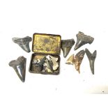 A collection of antique sharks teeth.