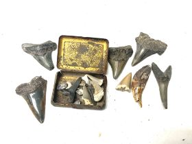 A collection of antique sharks teeth.