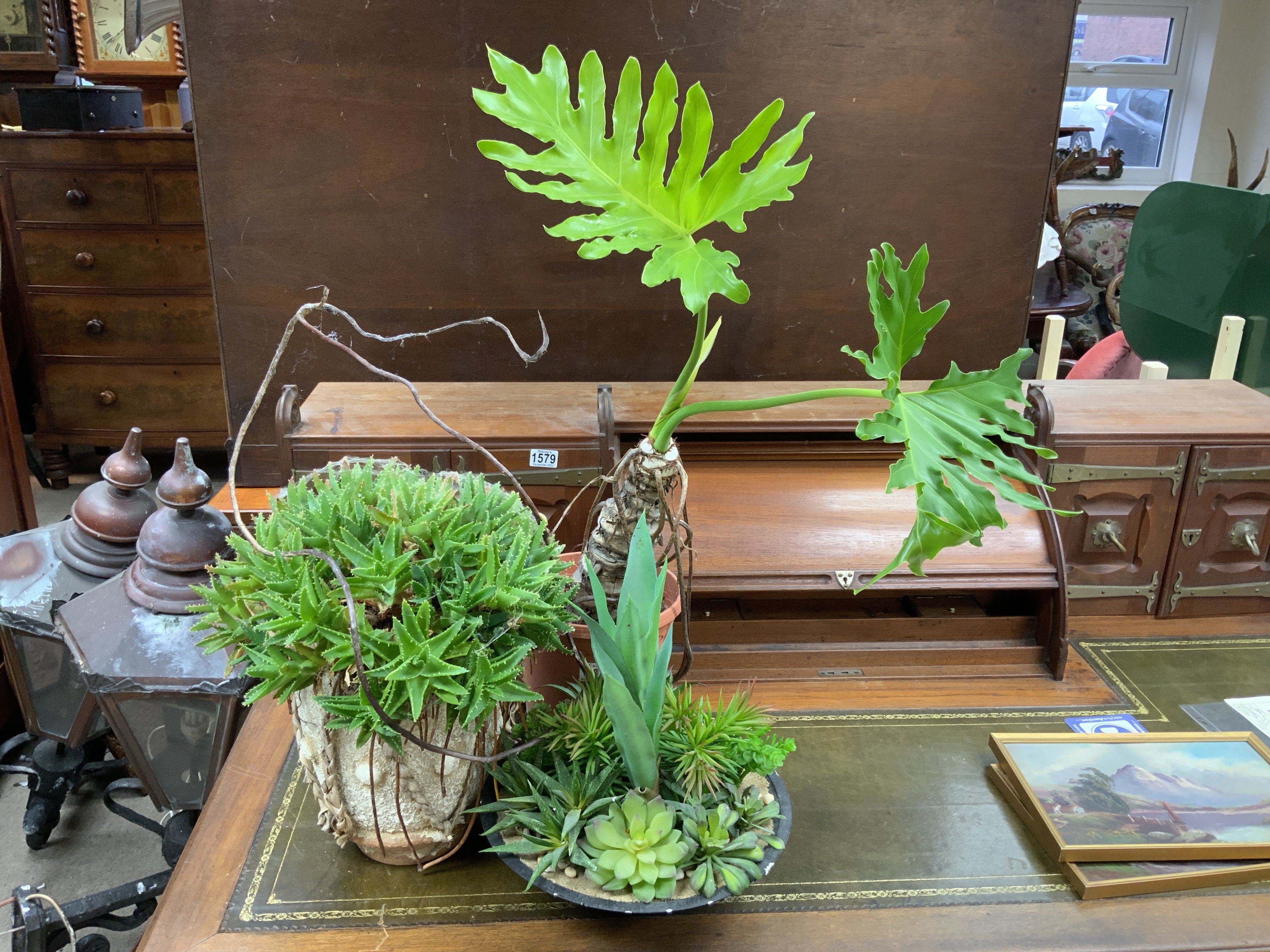 An Aloe brevifolia with Terracotta planter, togeth