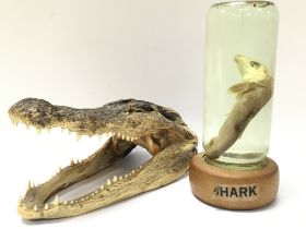 An Alligator head and a baby shark specimen in a b