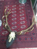 A very large Deer antler with front skull mounted