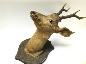 Old mounted Deers head