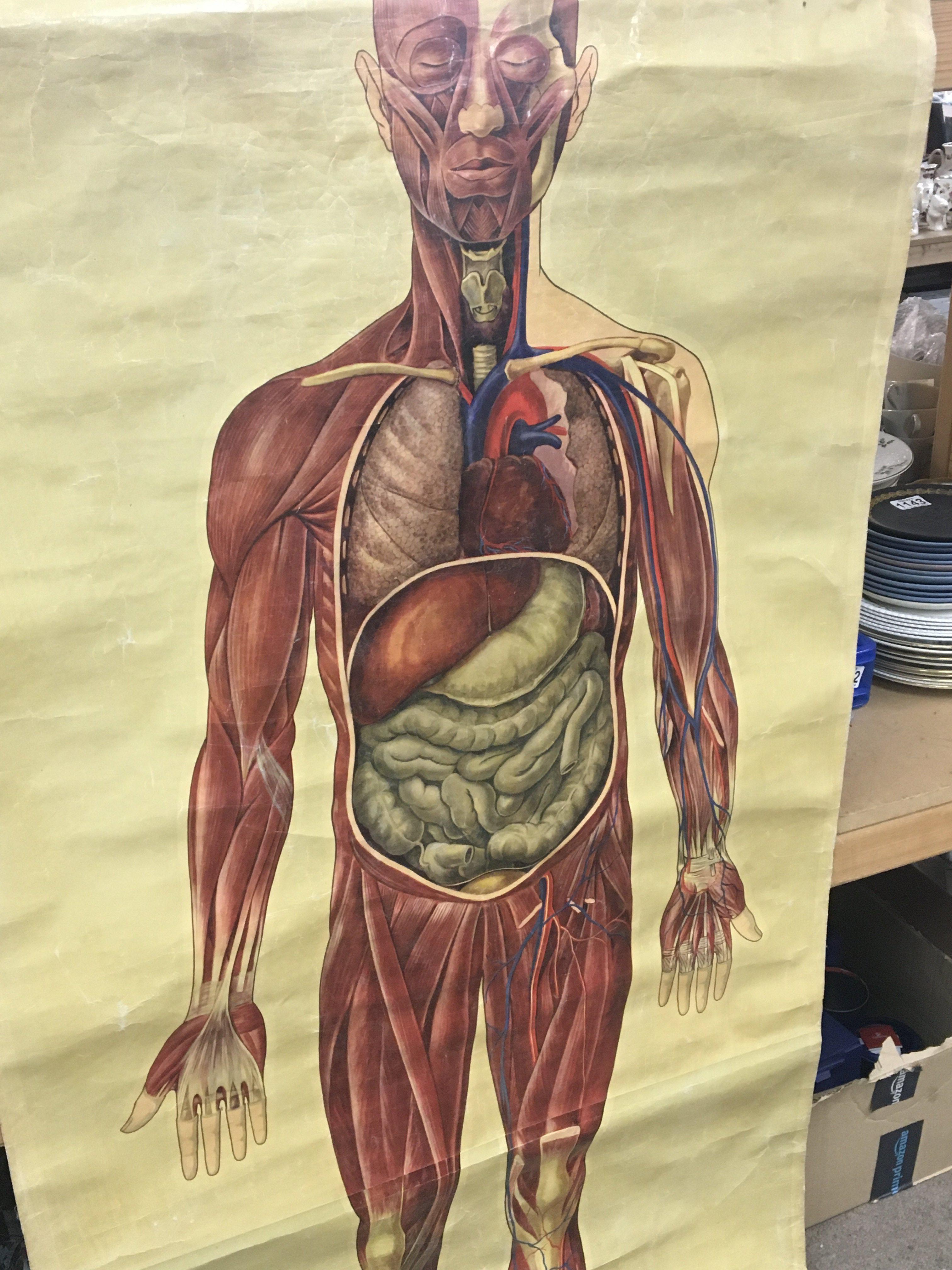 A Vintage St John Ambulance poster a collection of medical books and anatomy posters. - Image 2 of 3