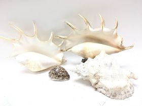 A collection of Conch shells. Postage category D