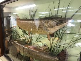 A large taxidermy display of two pike 124cm wide 9