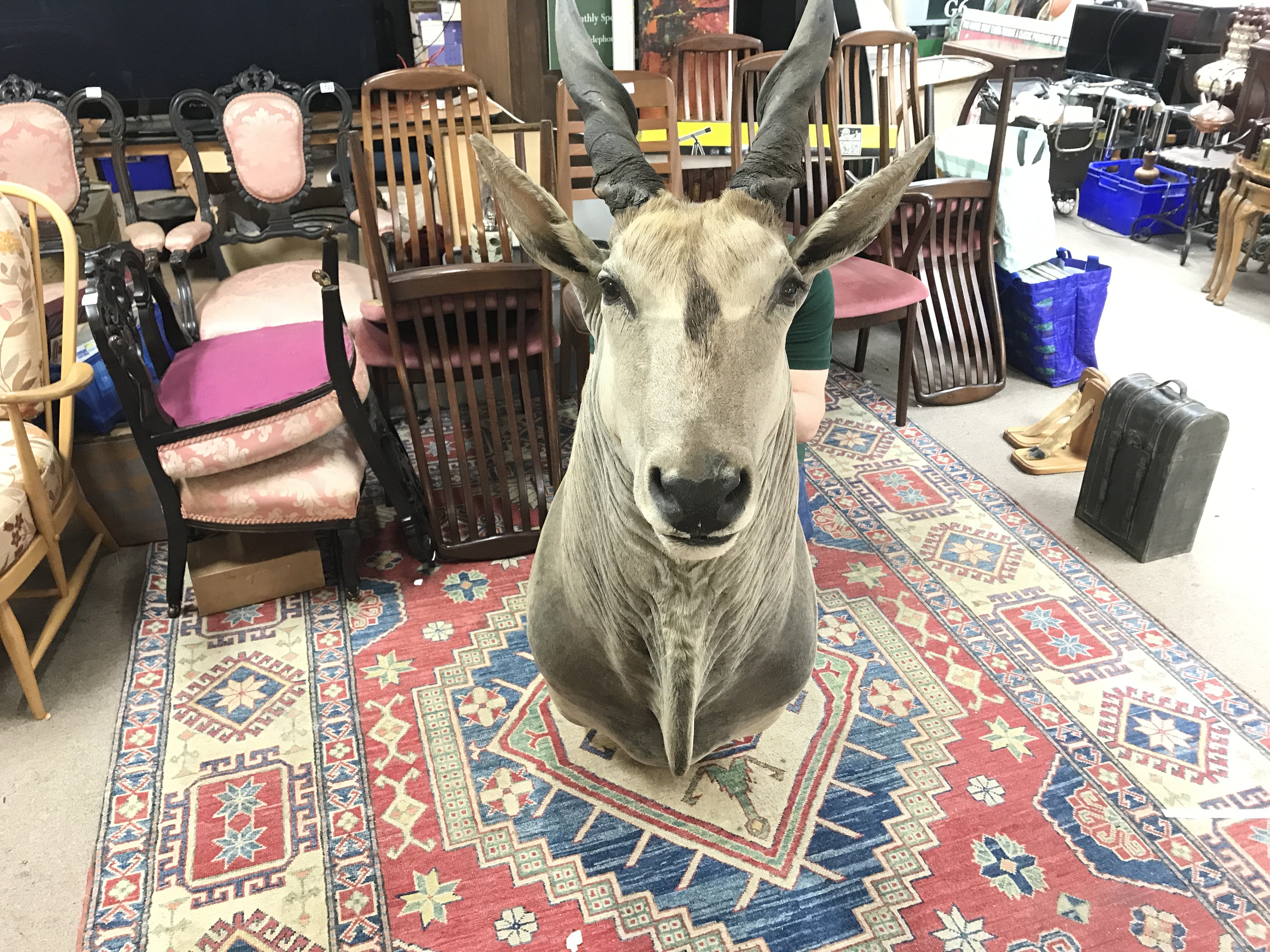 A large taxidermy Eland with bracket on rear for w