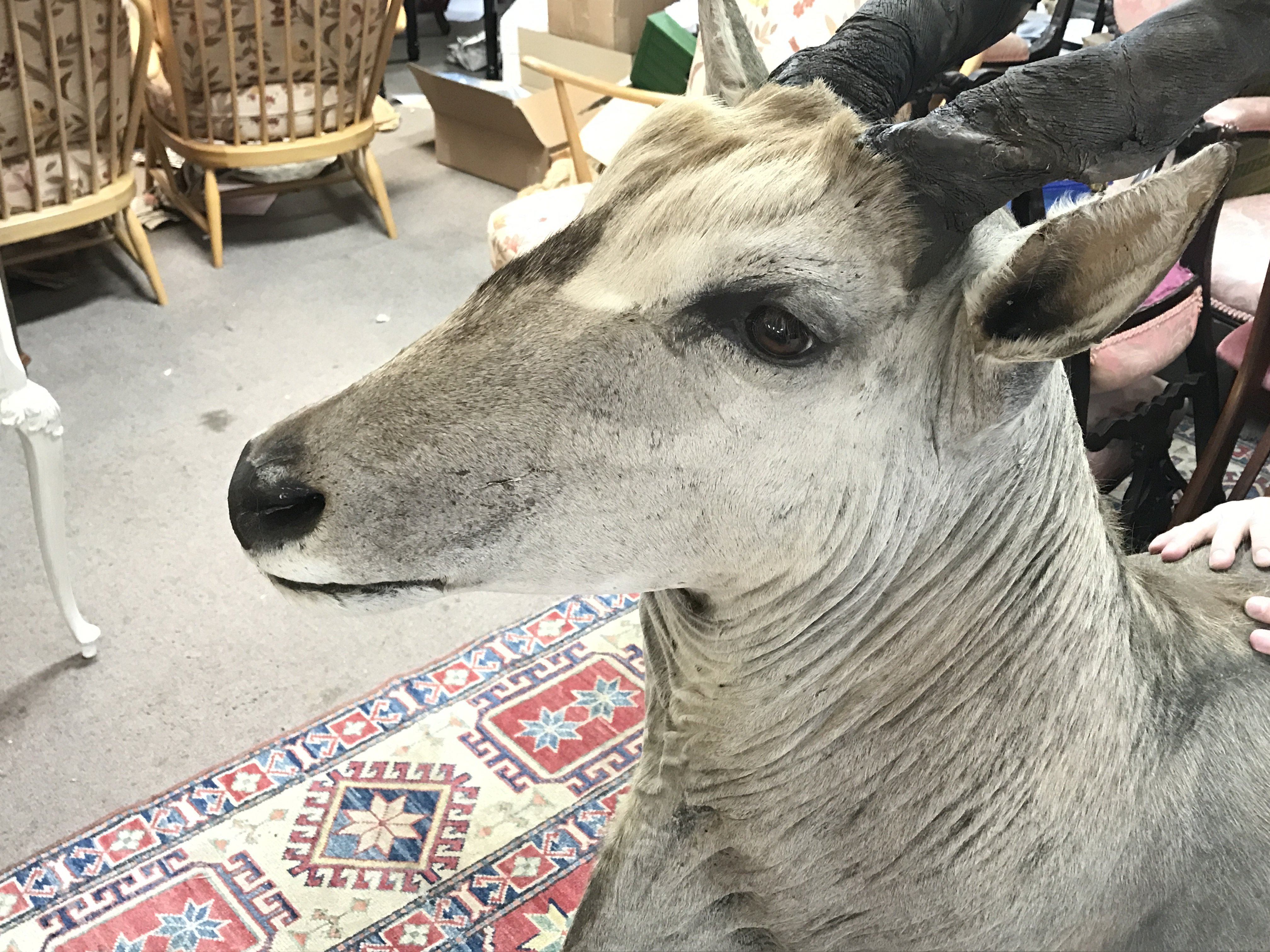 A large taxidermy Eland with bracket on rear for w - Image 2 of 3