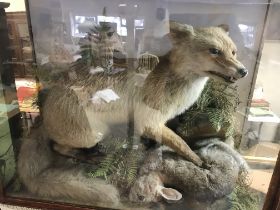 A taxidermy fox catching a rabbit in glass display