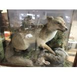 A taxidermy fox catching a rabbit in glass display
