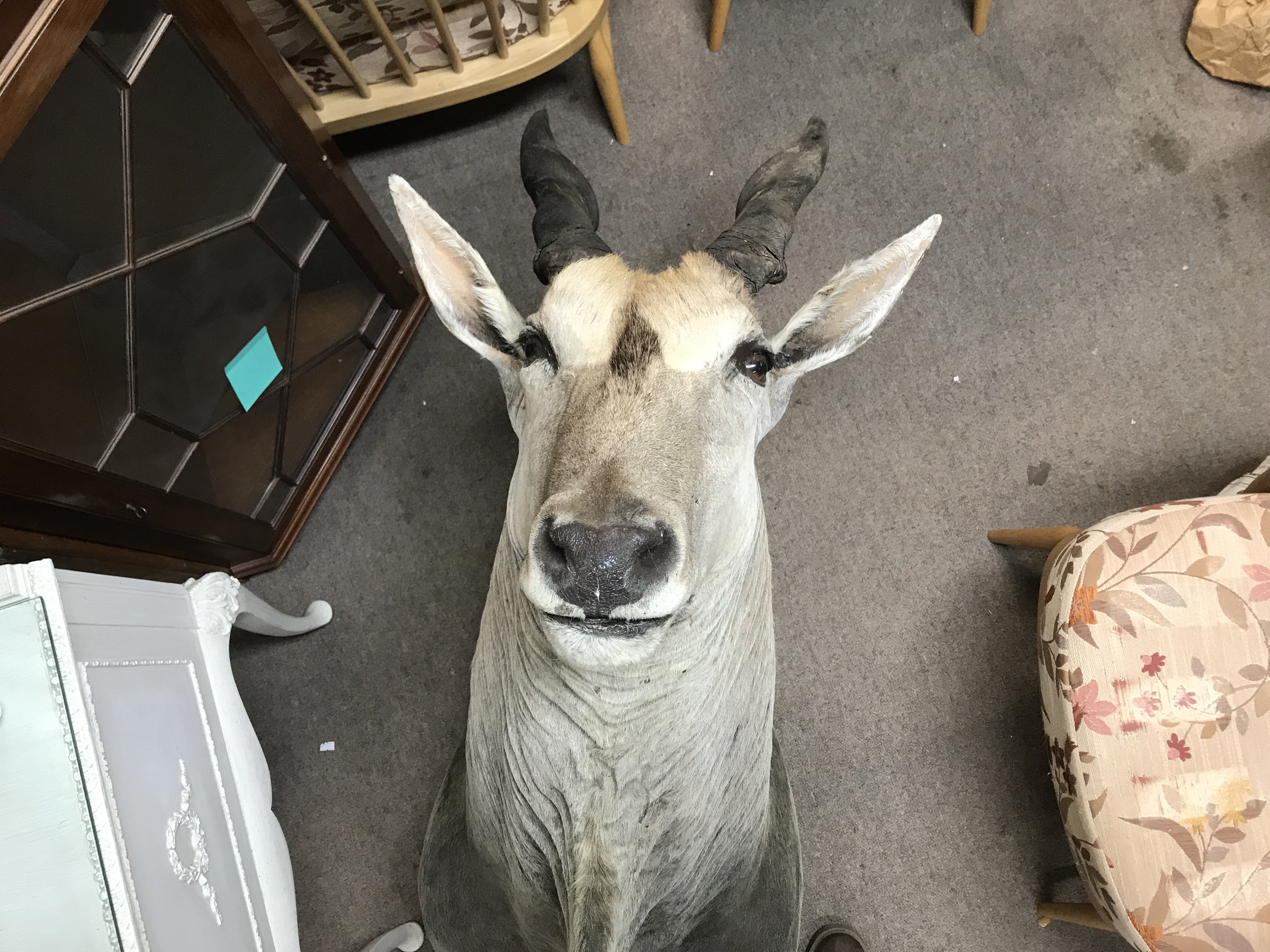 A large taxidermy Eland with bracket on rear for w - Image 3 of 3