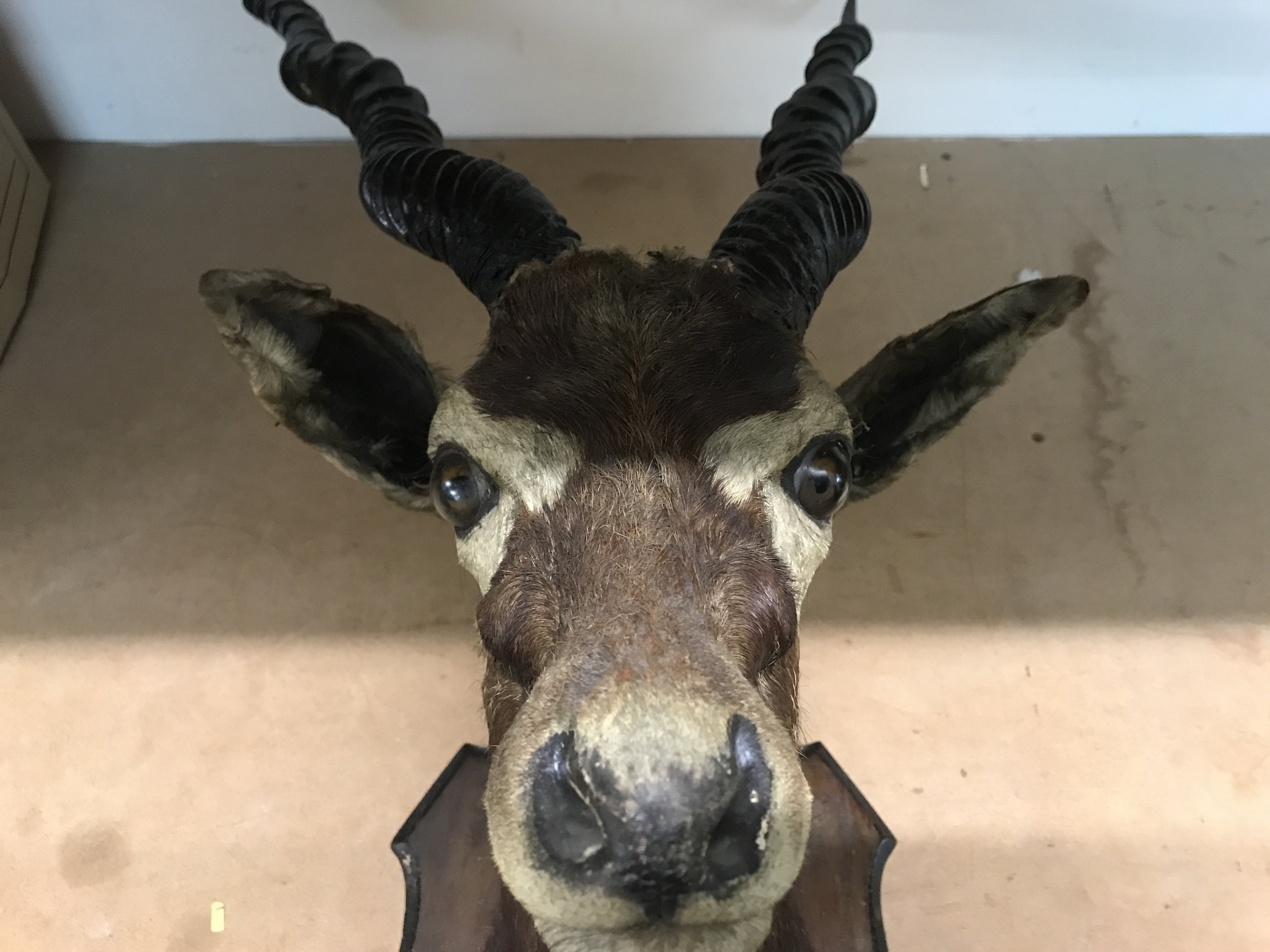 Taxidermy Head mounted on oak shield. - Image 3 of 3