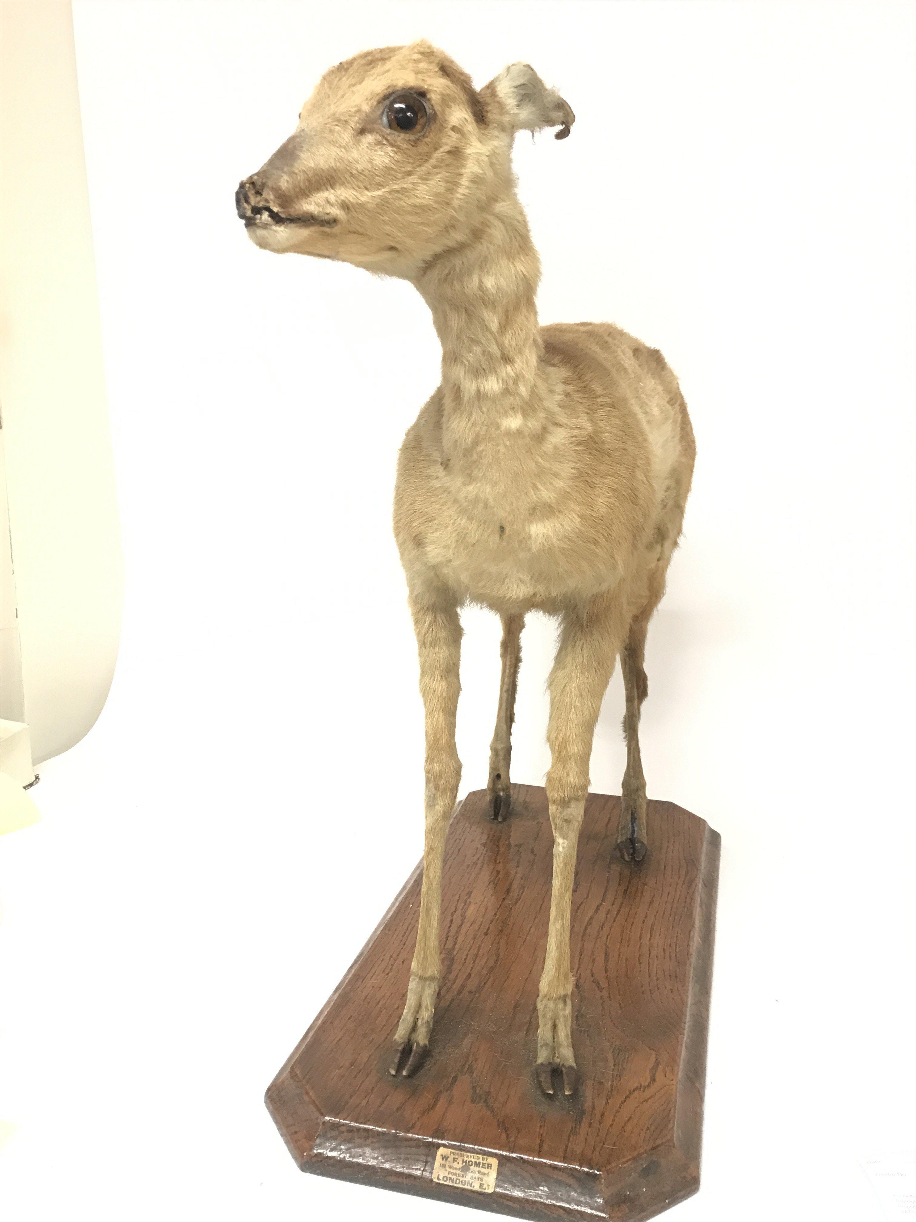 A Victorian taxidermy miniature deer, possibly Chi - Image 3 of 3