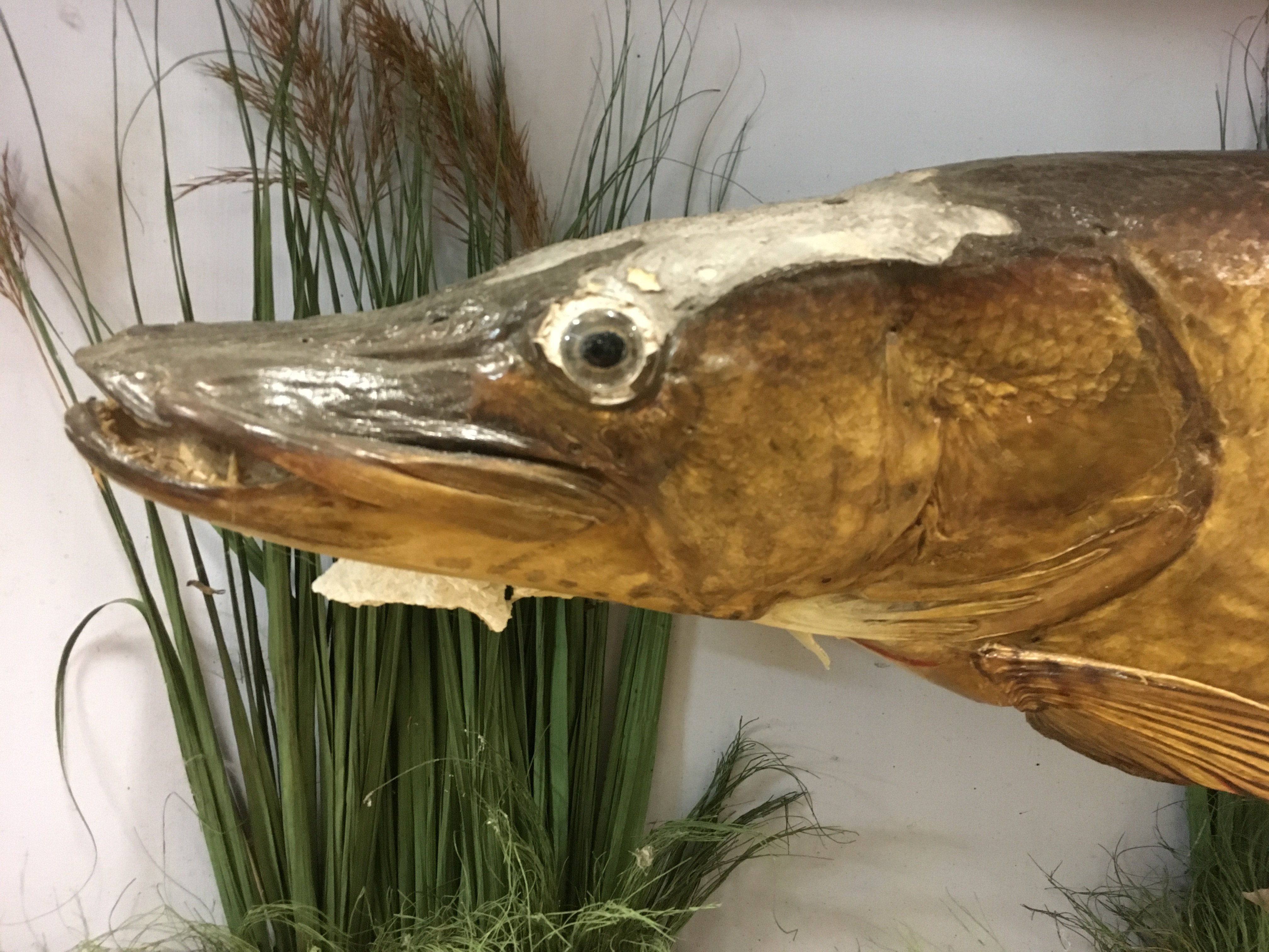 A taxidermy pike caught by F.E Loneon in Hampshire - Image 3 of 9