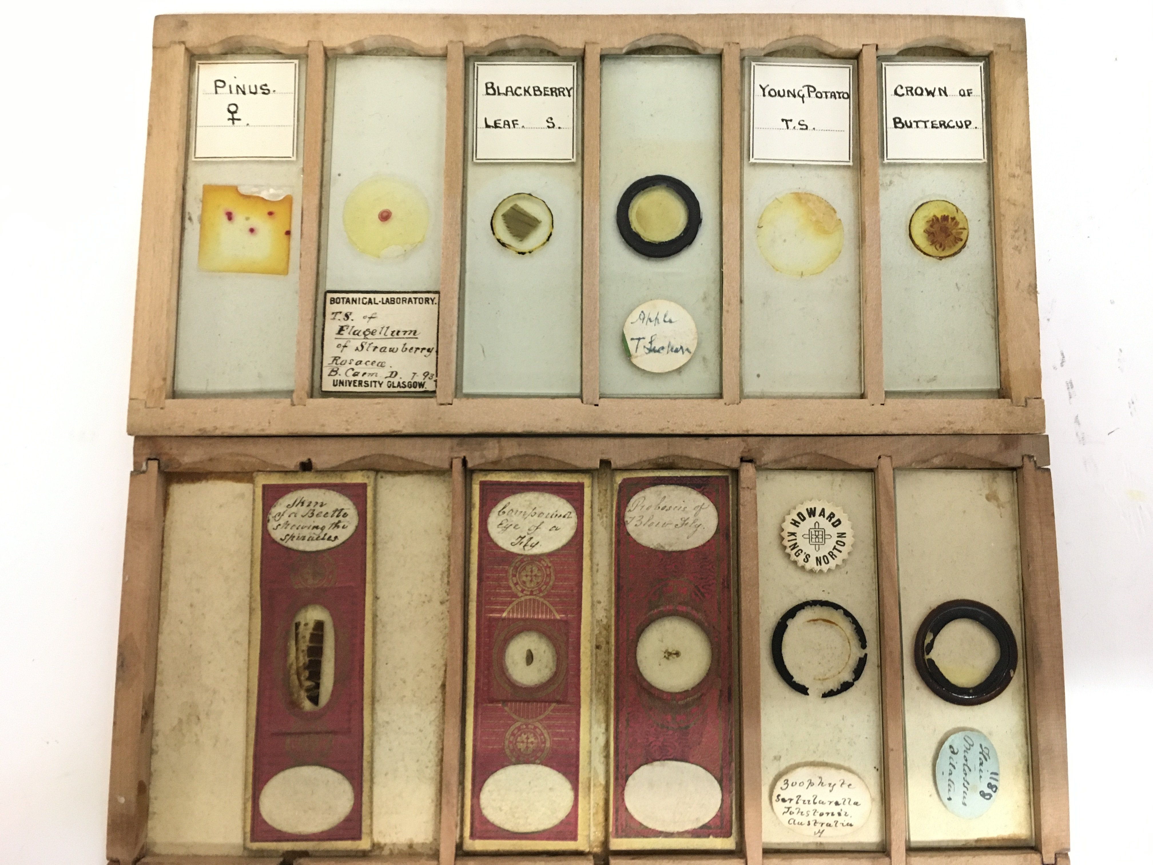 A collection of Victorian Botany and Mineral slide - Bild 4 aus 5