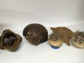 A collection of fish taxidermy puffer fish a shark