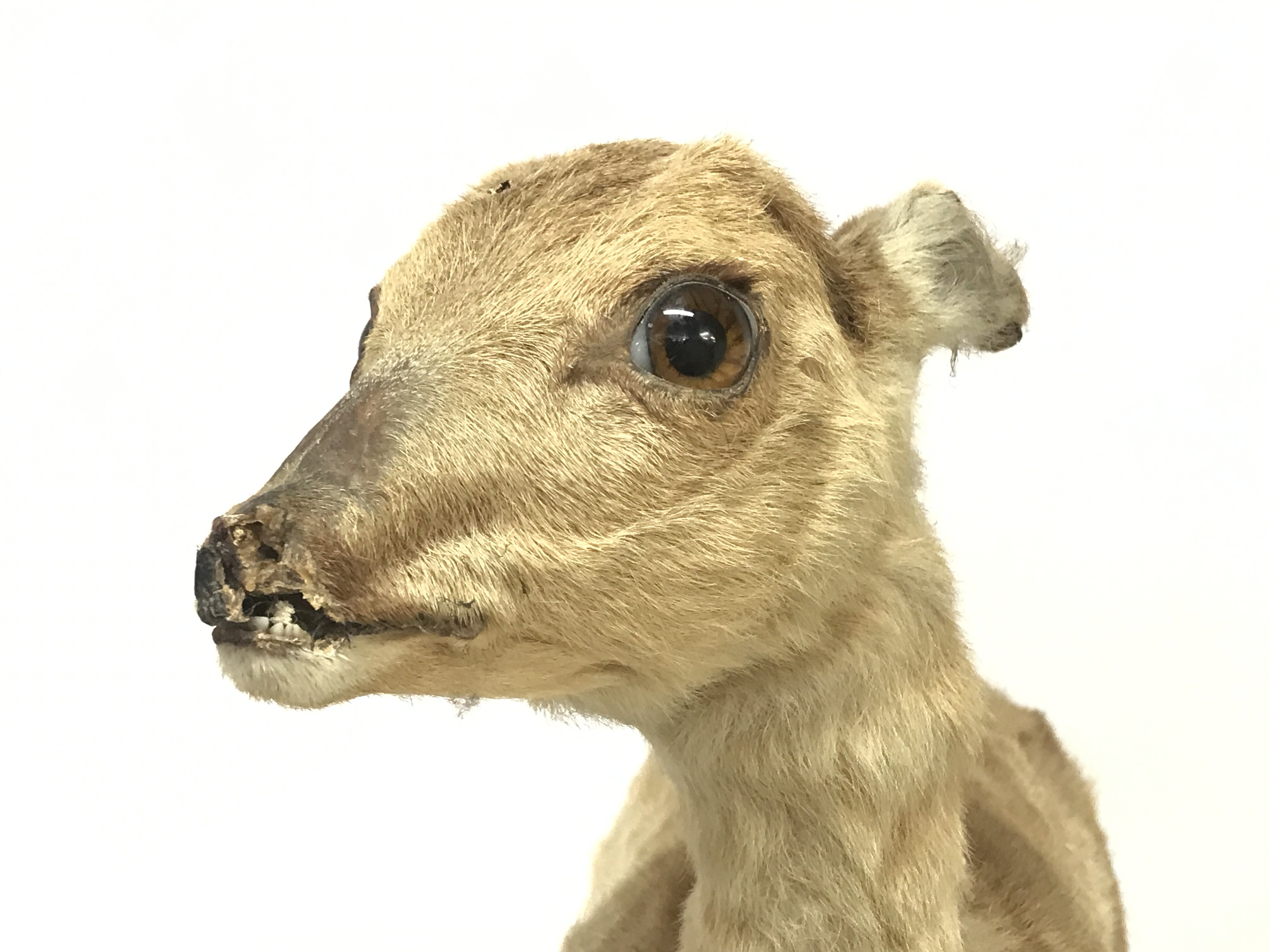 A Victorian taxidermy miniature deer, possibly Chi - Image 2 of 3
