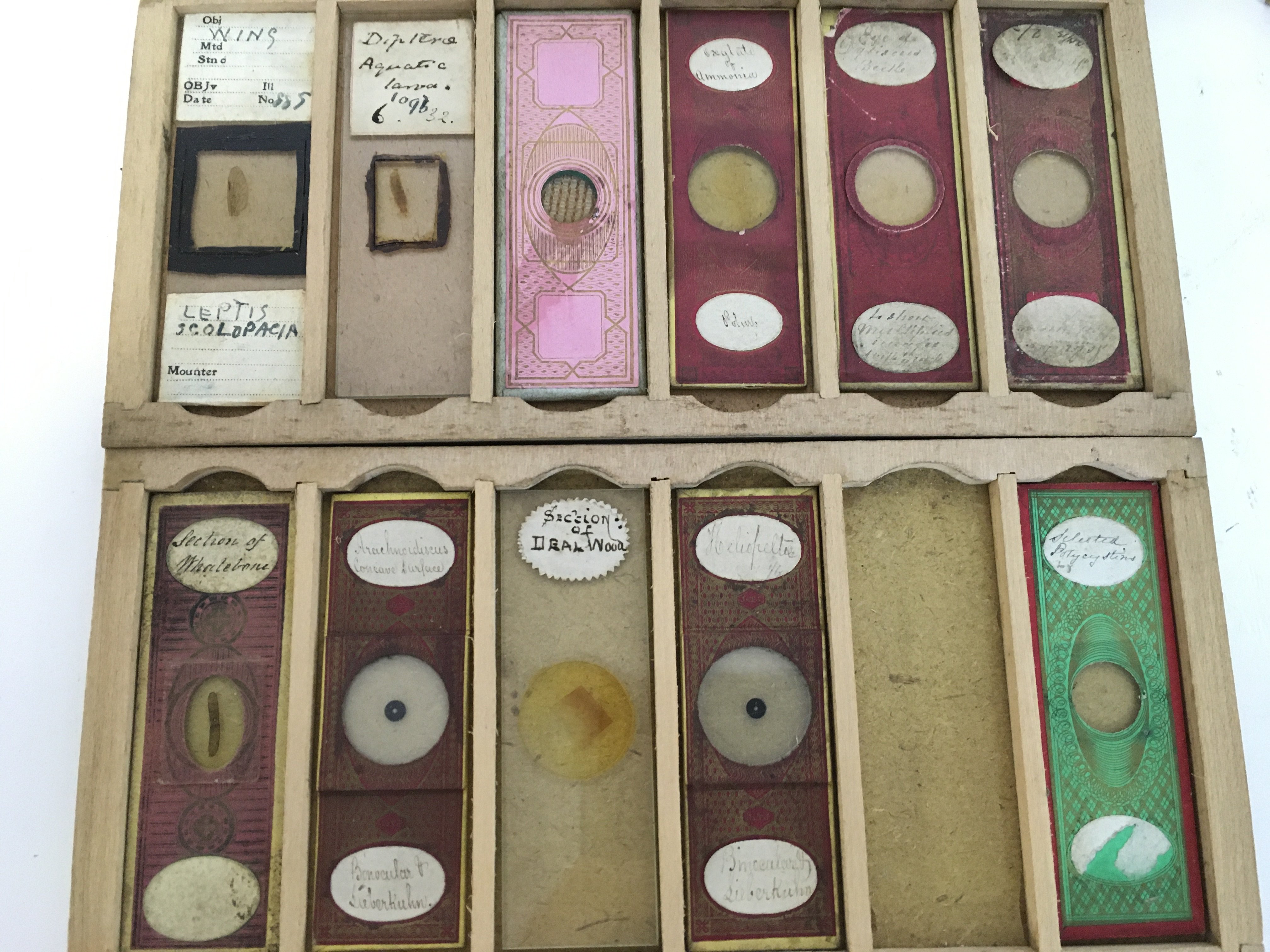 A collection of Victorian Botany and Mineral slide - Bild 5 aus 5