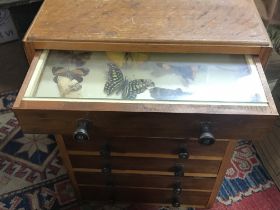 A Collection of butterflys and moths displayed in a wooden drawer. This lot cannot be posted