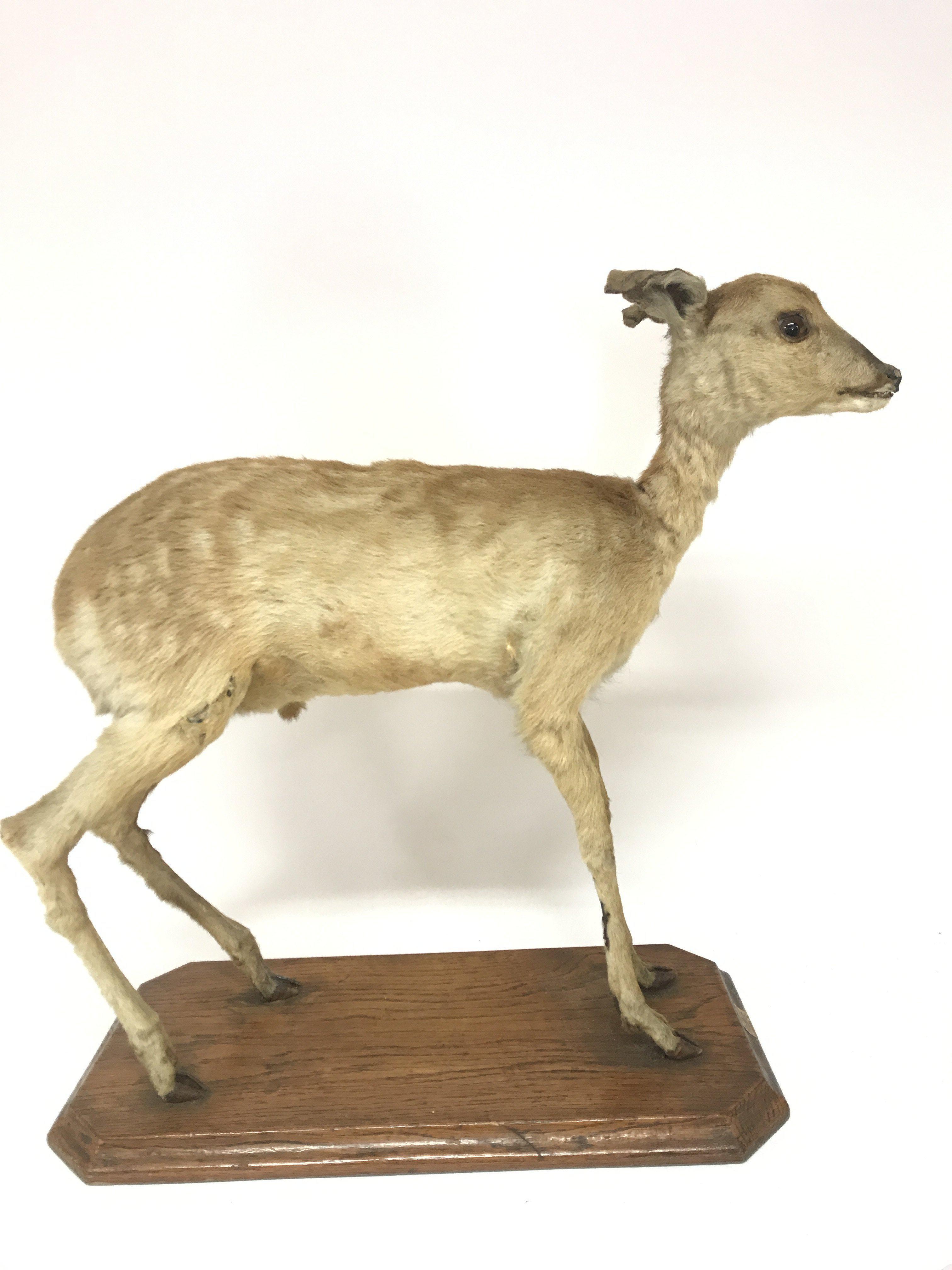 A Victorian taxidermy miniature deer, possibly Chi