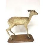 A Victorian taxidermy miniature deer, possibly Chi
