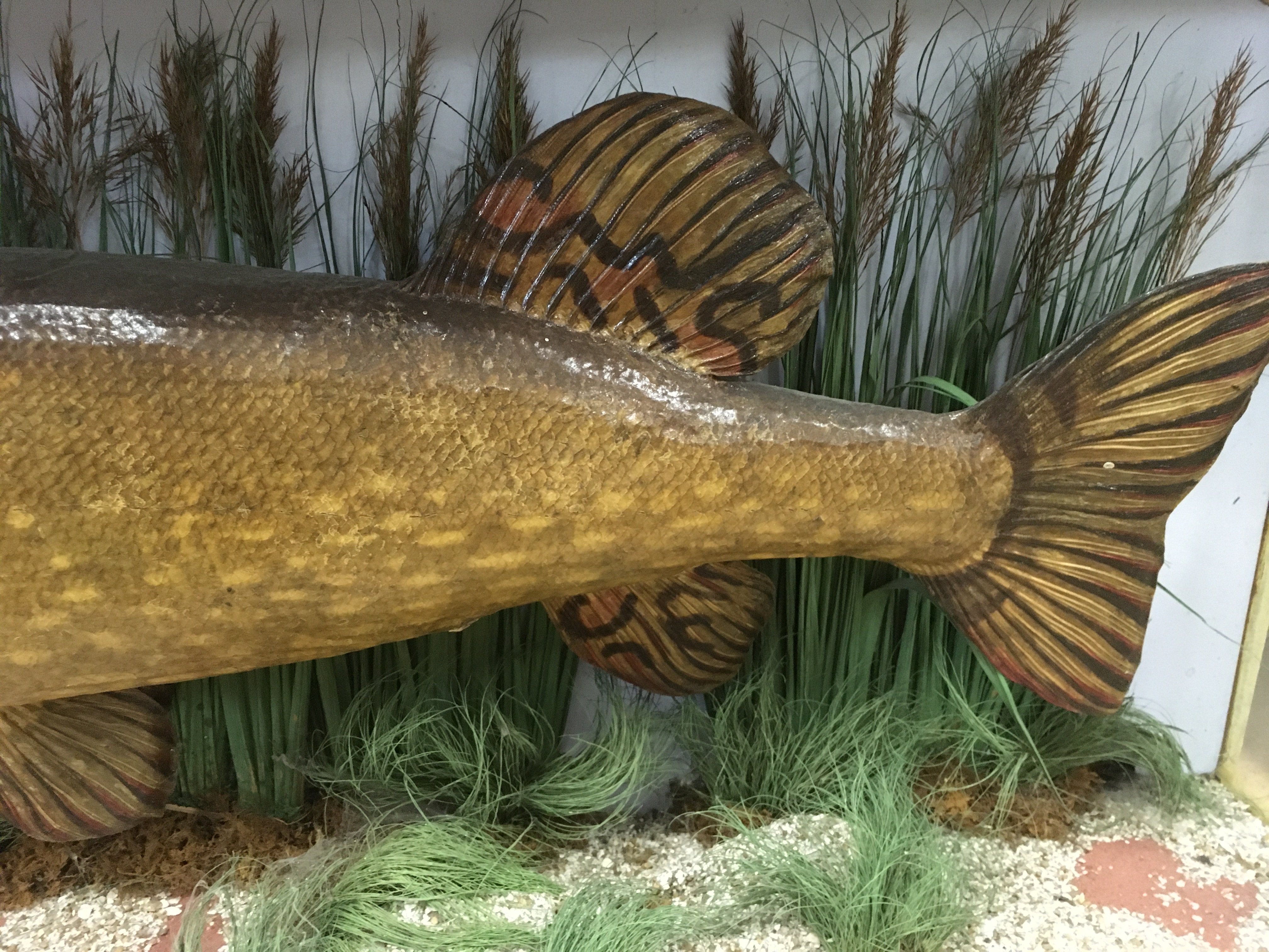 A taxidermy pike caught by F.E Loneon in Hampshire - Image 7 of 9