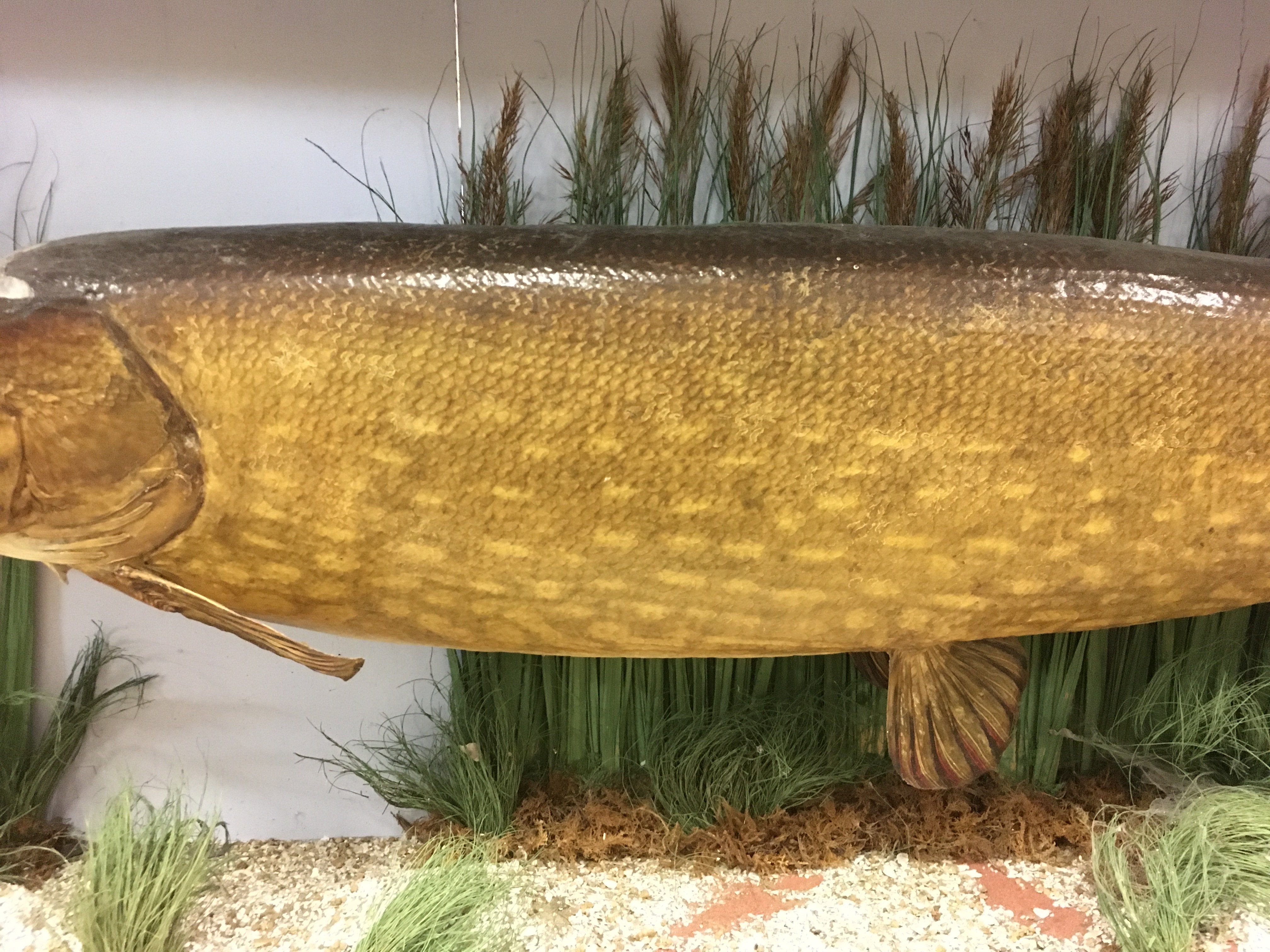 A taxidermy pike caught by F.E Loneon in Hampshire - Image 6 of 9