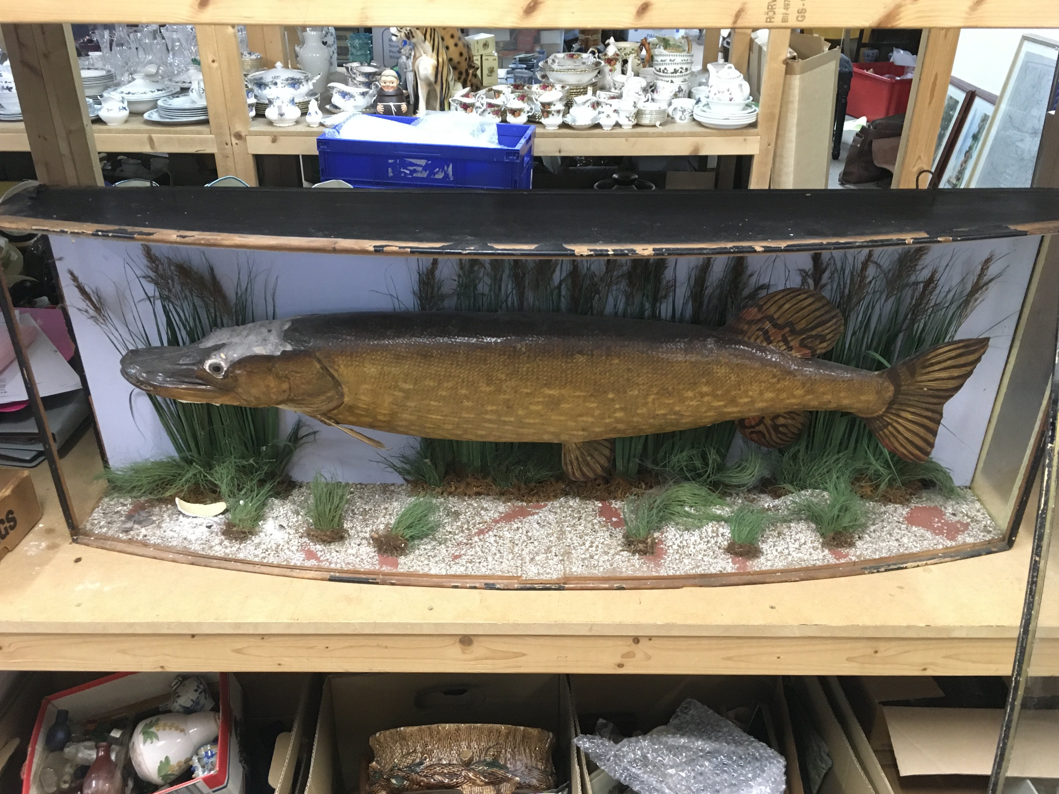 A taxidermy pike caught by F.E Loneon in Hampshire - Image 2 of 9