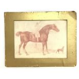 An unframed pastel drawing of a horse, dimensions