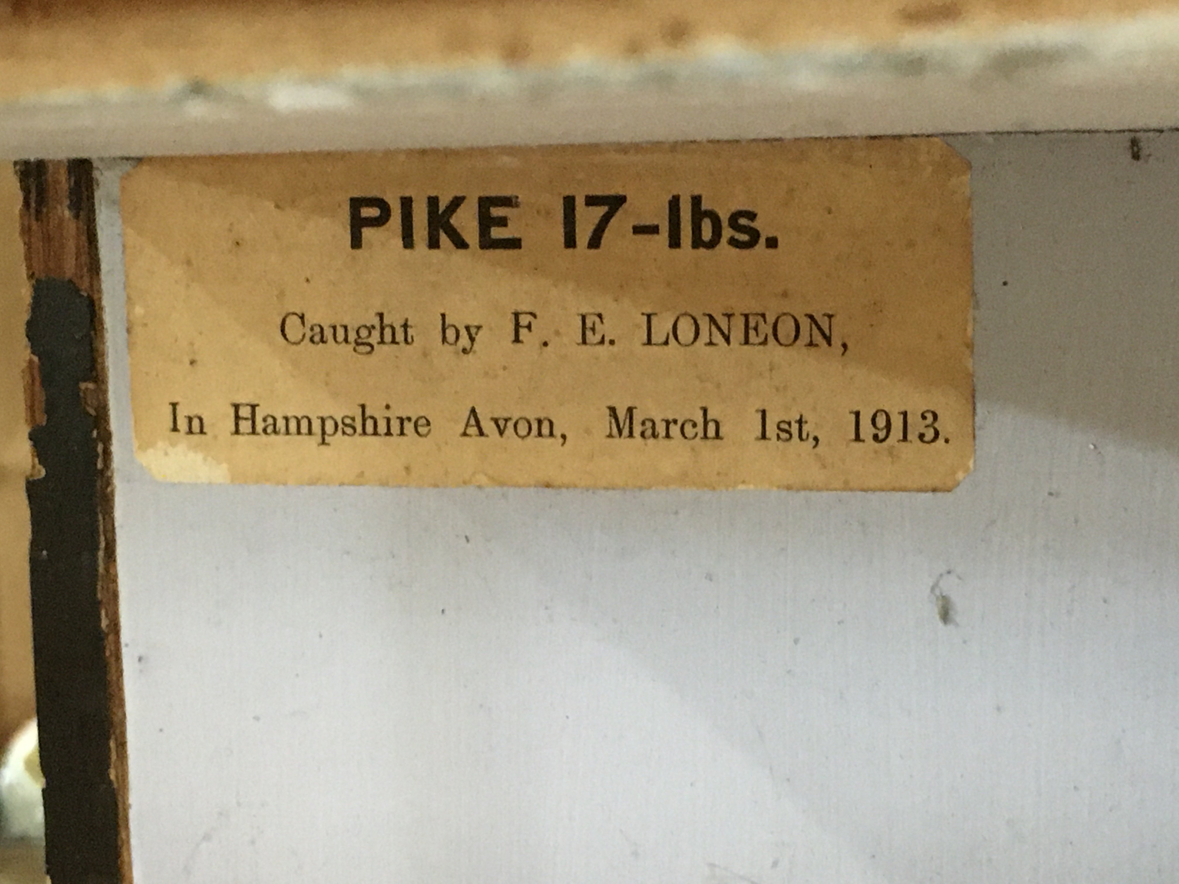A taxidermy pike caught by F.E Loneon in Hampshire - Image 4 of 9