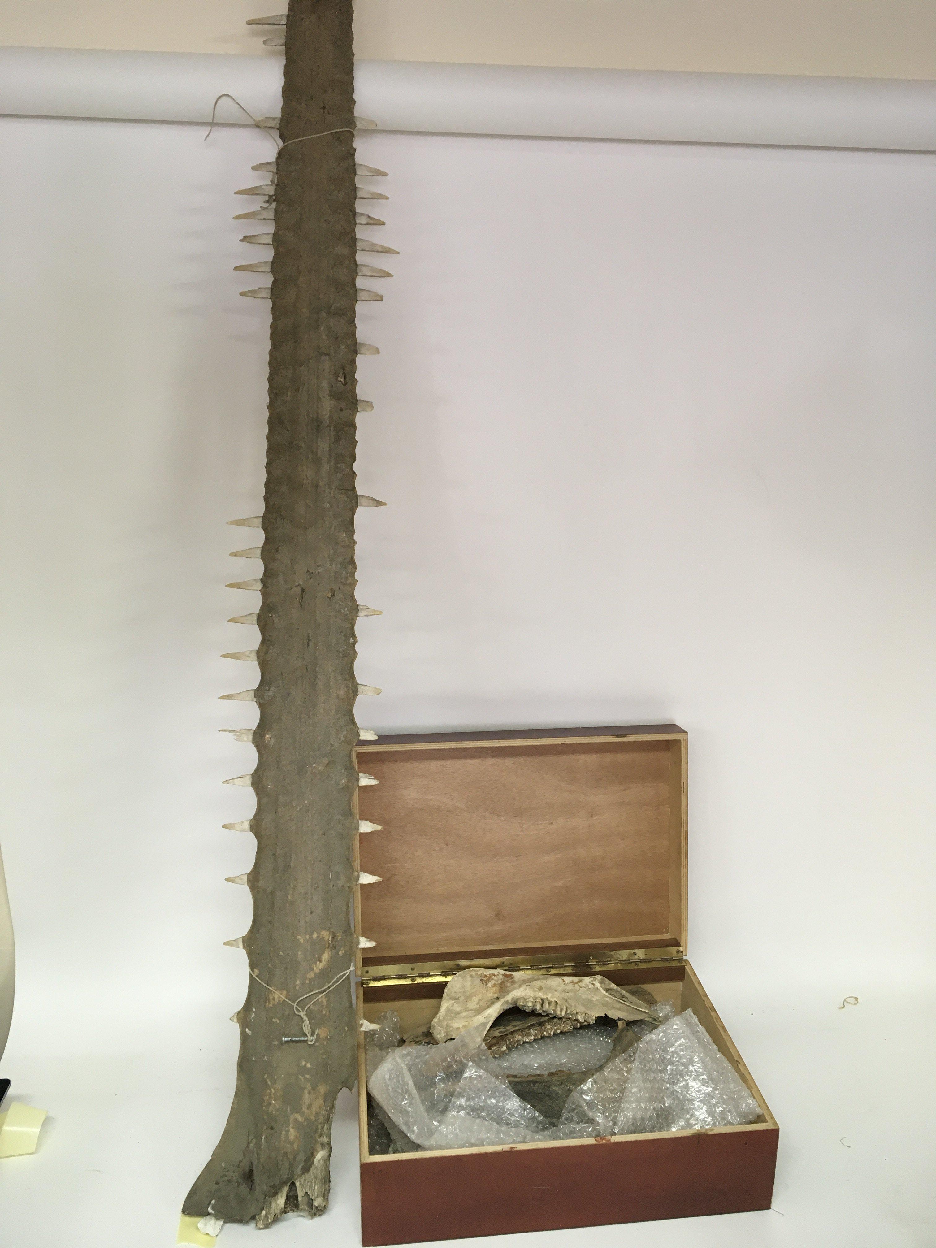 A Sawfish rostrum length 136cm and a box containin
