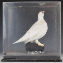 Taxidermy study of a ptarmigan on naturalistic base, in perspex case, 36 x 37 x 23cm