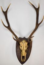 Red deer antlers and skull mounted on mahogany shield shaped plaque, shot Eastwell Park, Ashford,