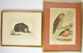 F P Nodder coloured engraving of a Sun Bear, published 1791, and a G J Broinowski print of a Great