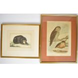 F P Nodder coloured engraving of a Sun Bear, published 1791, and a G J Broinowski print of a Great