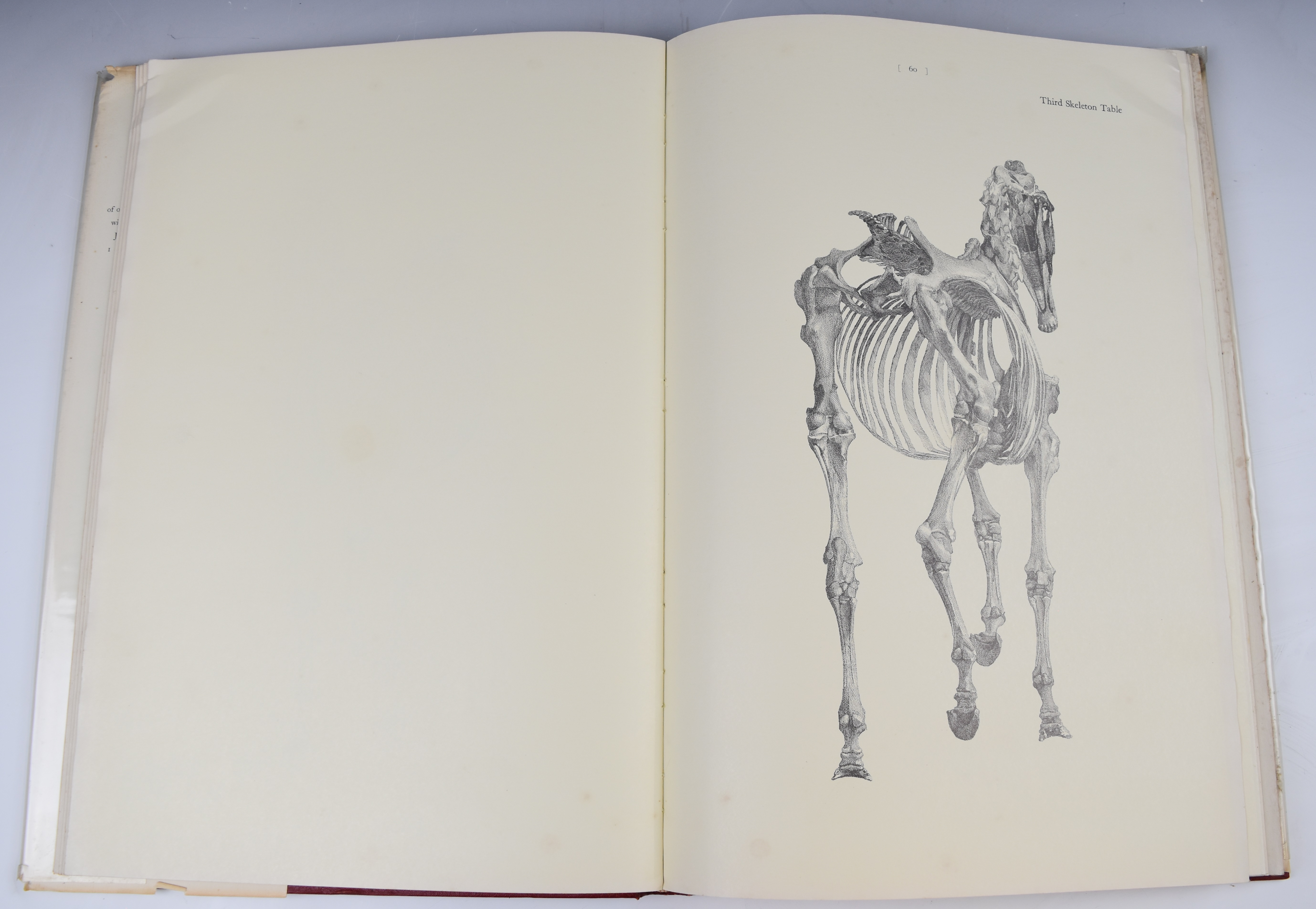 The Anatomy of The Horse Including A Particular Description of the Bones, Cartilages, Muscles, - Image 3 of 4