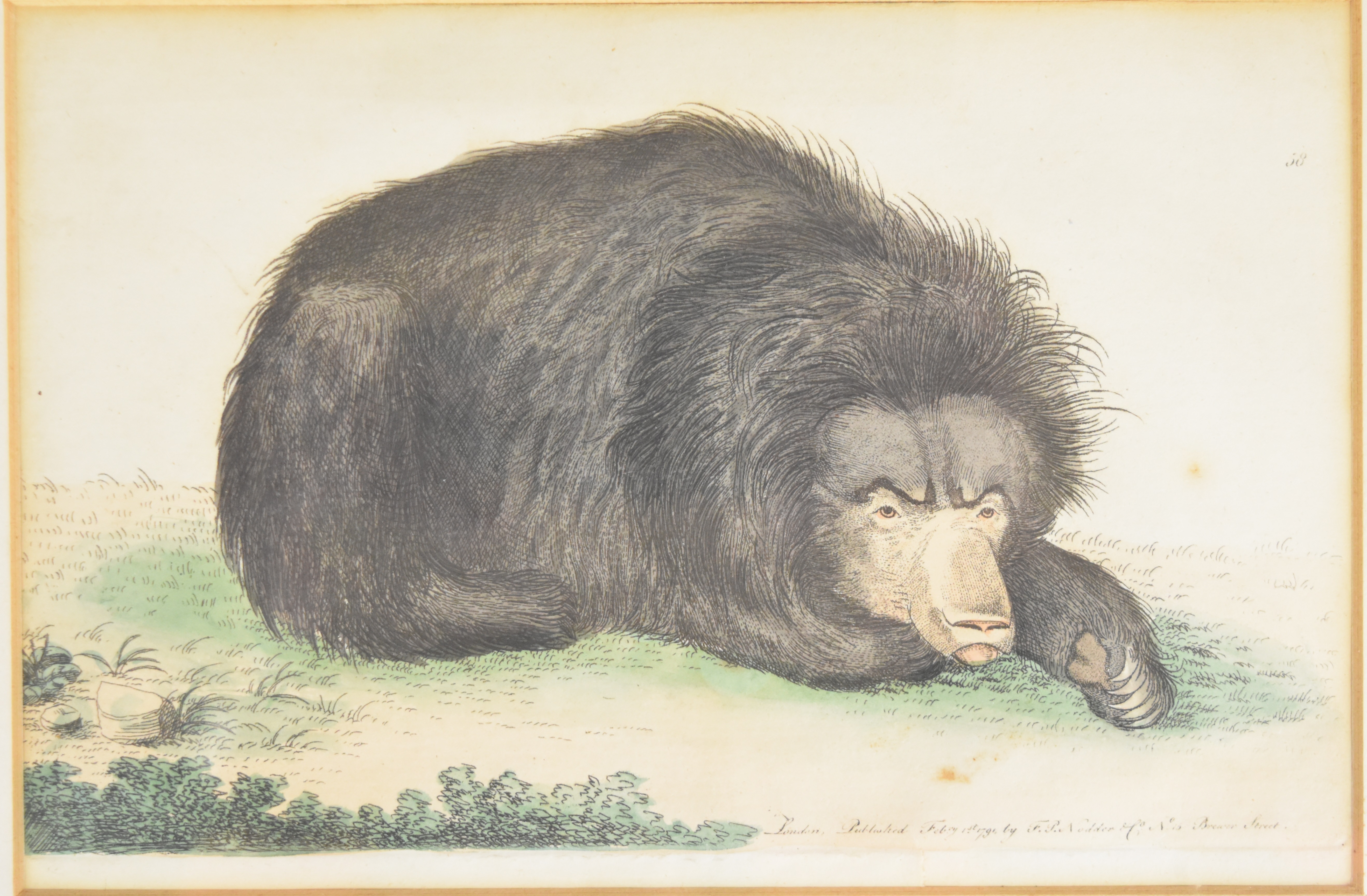 F P Nodder coloured engraving of a Sun Bear, published 1791, and a G J Broinowski print of a Great - Image 2 of 7