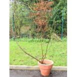 Large specimen tree in planter probably a fig / ficus 'Brown Turkey', height 155cm