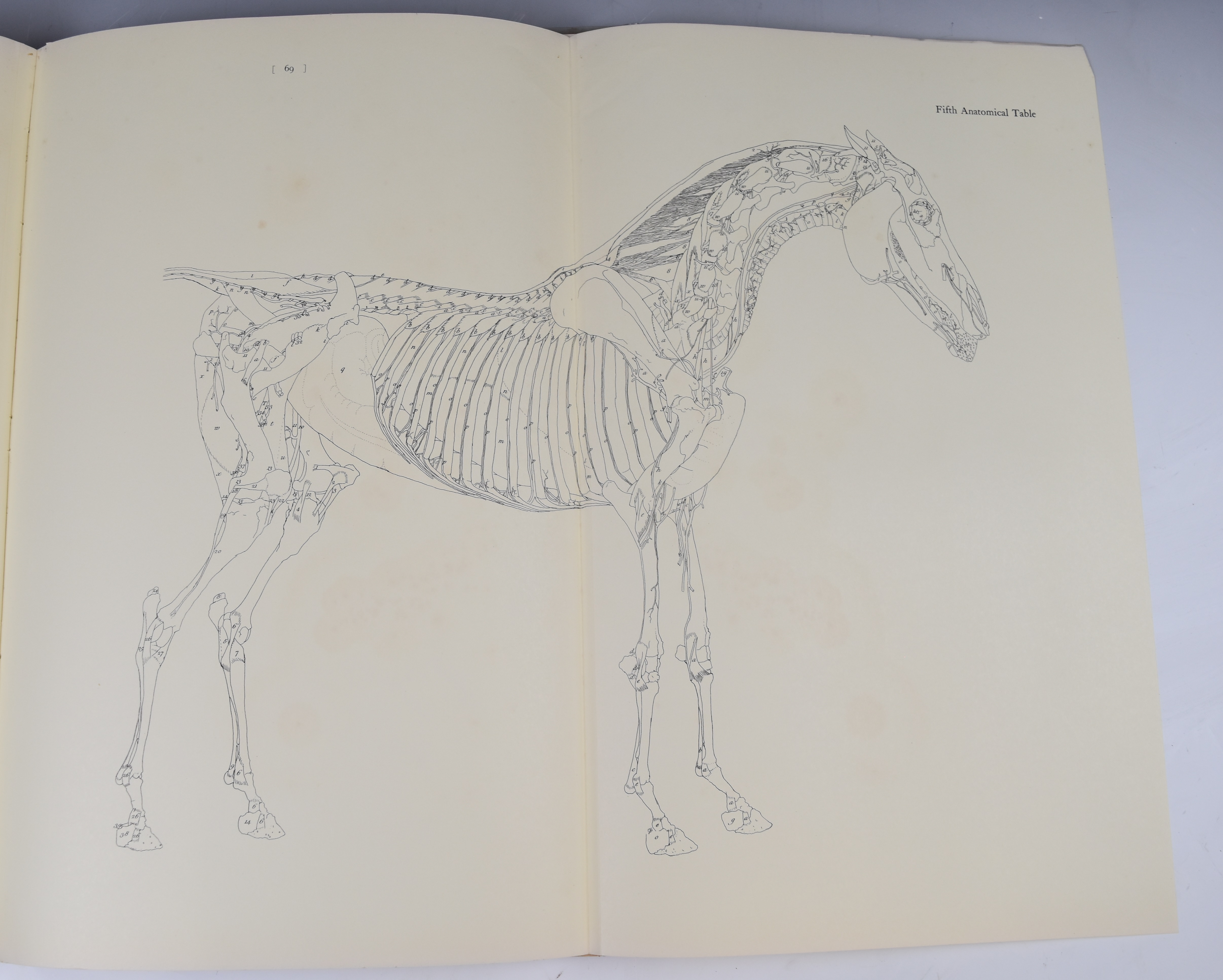 The Anatomy of The Horse Including A Particular Description of the Bones, Cartilages, Muscles, - Image 4 of 4