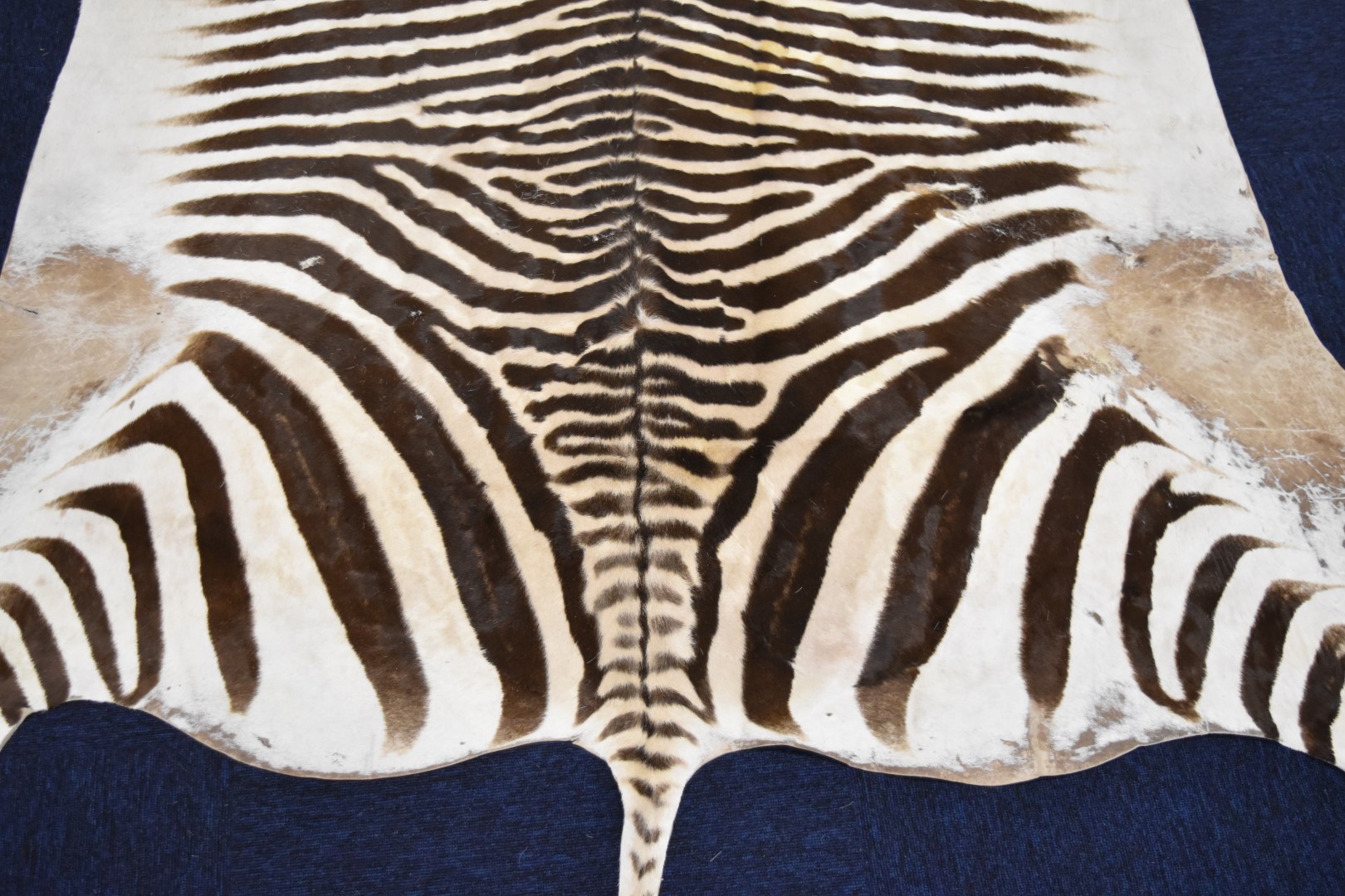 Taxidermy zebra skin rug, 248 x 187cm. - Image 3 of 4