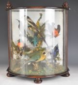 Victorian taxidermy group of exotic birds including hummingbirds, in curved glazed mahogany case,