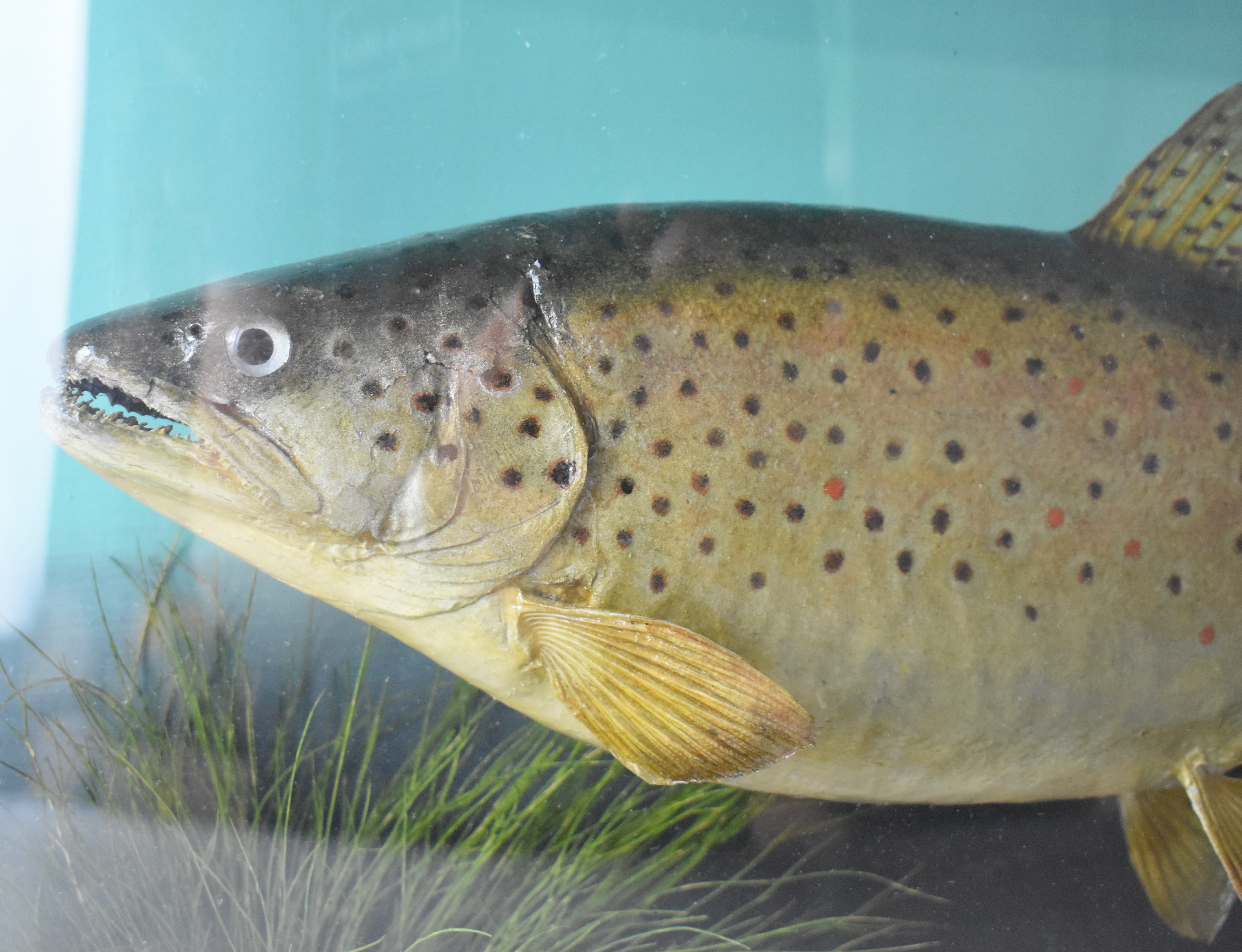 Taxidermy study of a brown trout in glazed bow fronted case with ivorine plaque 'Taken by JJ Cole, - Image 3 of 4