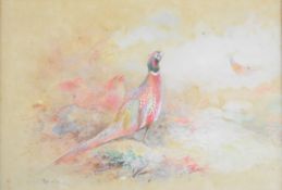 James Stinton Royal Worcester artist watercolour of cock pheasants guarding hens against rivals,