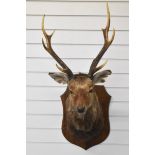 Taxidermy red deer stag on an oak shield mount, approximate height 94cm