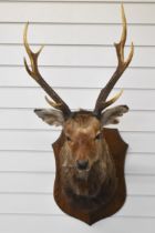 Taxidermy red deer stag on an oak shield mount, approximate height 94cm