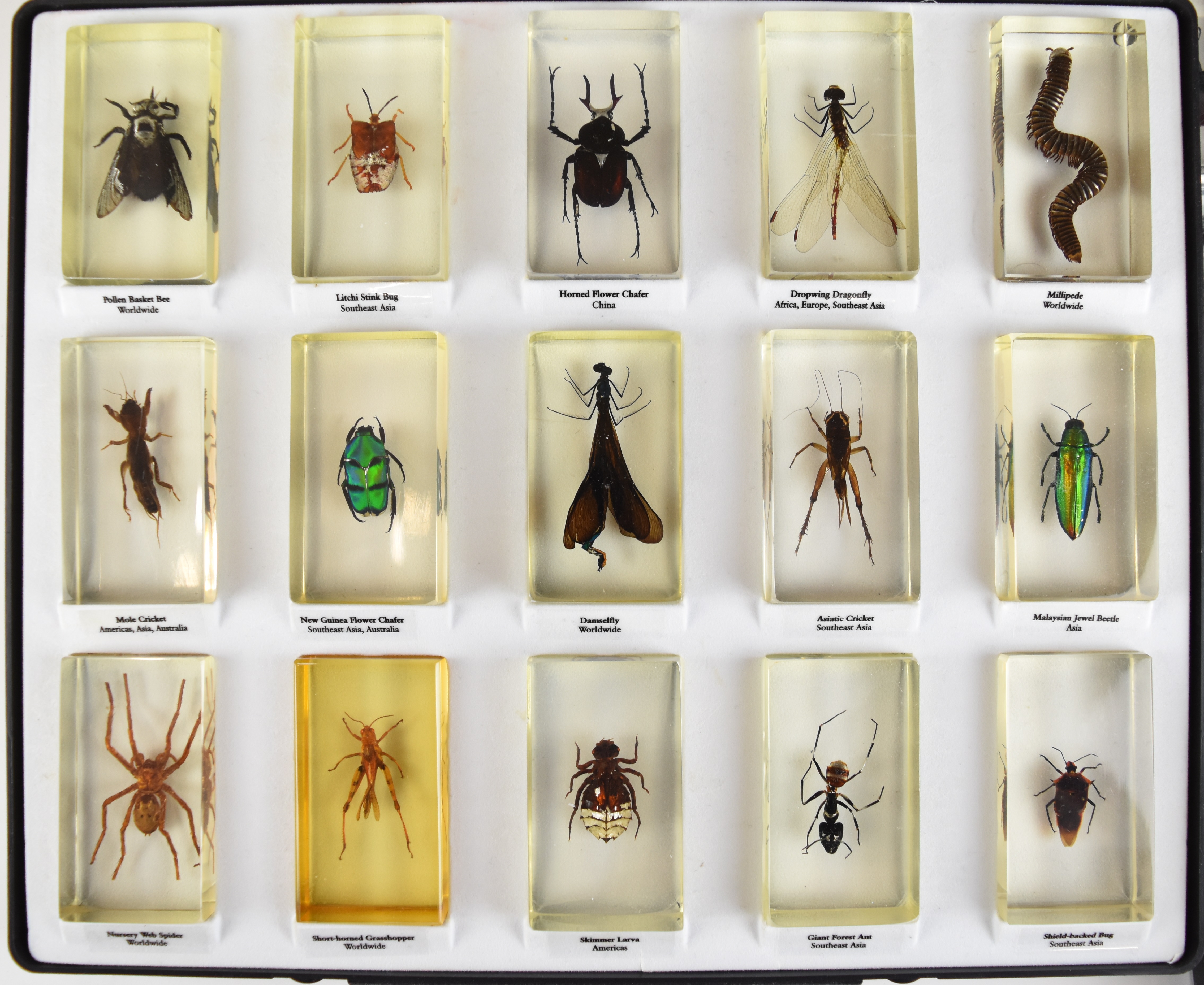 Taxidermy interest large cased collection of annotated insects in acrylic blocks, including beetles, - Image 3 of 6