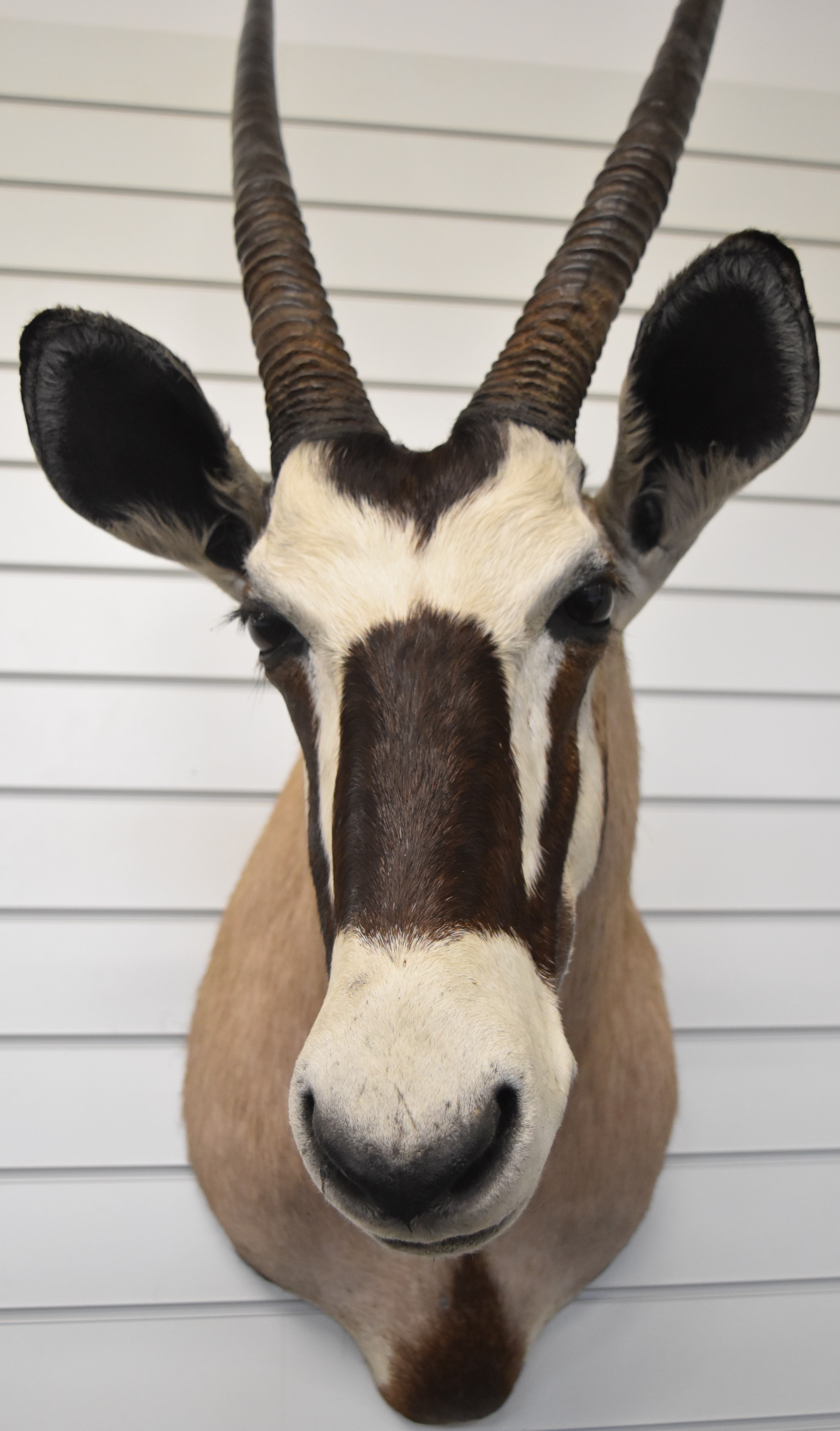 Taxidermy gemsbok antelope head and shoulders with hanging facility, approximate height 126cm - Image 2 of 3
